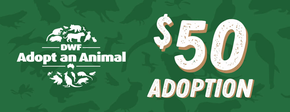 $50 Adoption