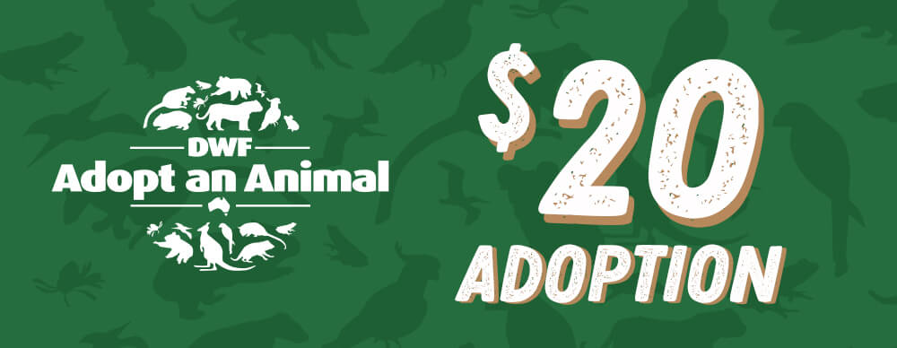 $20 Adoption